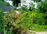 Terre