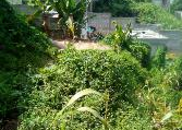 Terre