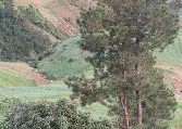 Terre