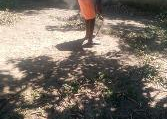 Terre