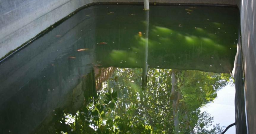 Poisson