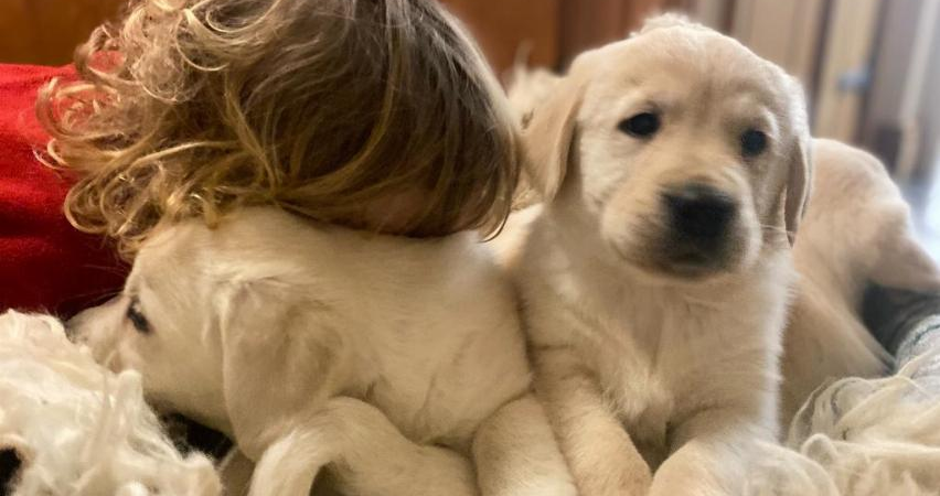 Chiens et chiots
